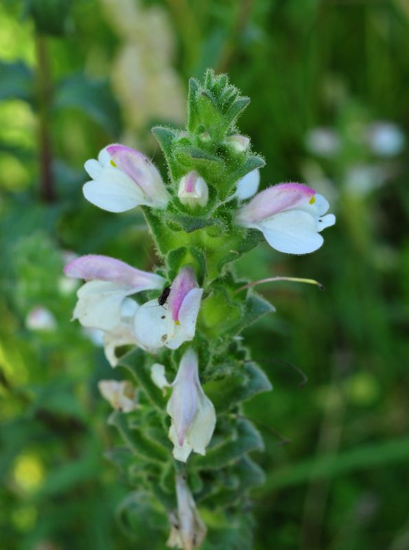 Bartsia trixago